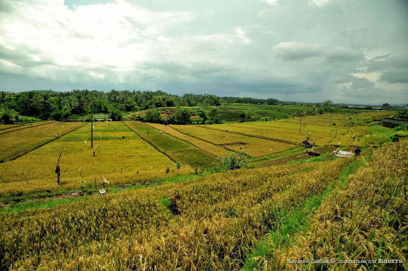 индонезия, выращивание, рис