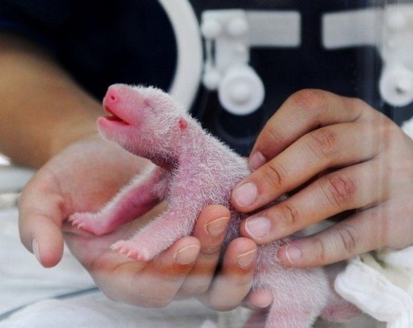 Очень позитивные фотографии детенышей панды (13 фото)