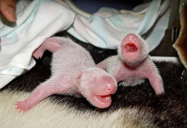 Очень позитивные фотографии детенышей панды (13 фото)